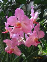 IMG_2275 Besuch im Botanischen Garten von Singapur &ndash; &copy; Johanna Vogt (Eberhardt TRAVEL)