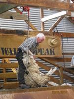 IMG_2383 Zu Besuch auf der Walter Peak Station &ndash; &copy; Johanna Vogt (Eberhardt TRAVEL)