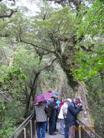 IMG_2402 The Chasm - Milford Sound &ndash; &copy; Johanna Vogt (Eberhardt TRAVEL)