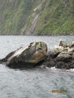 IMG_2408 Beobachten von Robben am Milford Sound &ndash; &copy; Johanna Vogt (Eberhardt TRAVEL)