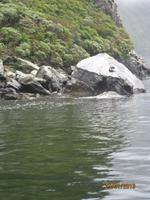 IMG_2416 Beobachten von Robben am Milford Sound &ndash; &copy; Johanna Vogt (Eberhardt TRAVEL)