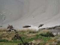 IMG_2445 Zu Besuch in der Pinguin-Aufzuchtstation auf der Otago Halbinsel &ndash; &copy; Johanna Vogt (Eberhardt TRAVEL)