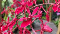Rundreise Neuseeland - Botanischer Garten in Singapur &ndash; &copy; Franziska Bergmann (Eberhardt TRAVEL)