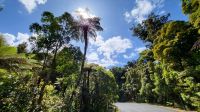 Rundreise Neuseeland - Besuch im Kauriwald &ndash; &copy; Franziska Bergmann (Eberhardt TRAVEL)
