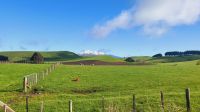 Rundreise Neuseeland - weidende Schafe - typisch Neuseeland &ndash; &copy; Franziska Bergmann (Eberhardt TRAVEL)