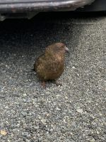 Kea &ndash; &copy; Mareike Schmidt (Eberhardt TRAVEL)
