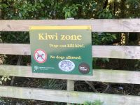 Kiwi (Tier) &ndash; &copy; Mareike Schmidt (Eberhardt TRAVEL)