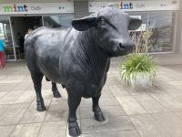 Bulls &ndash; &copy; Mareike Schmidt (Eberhardt TRAVEL)