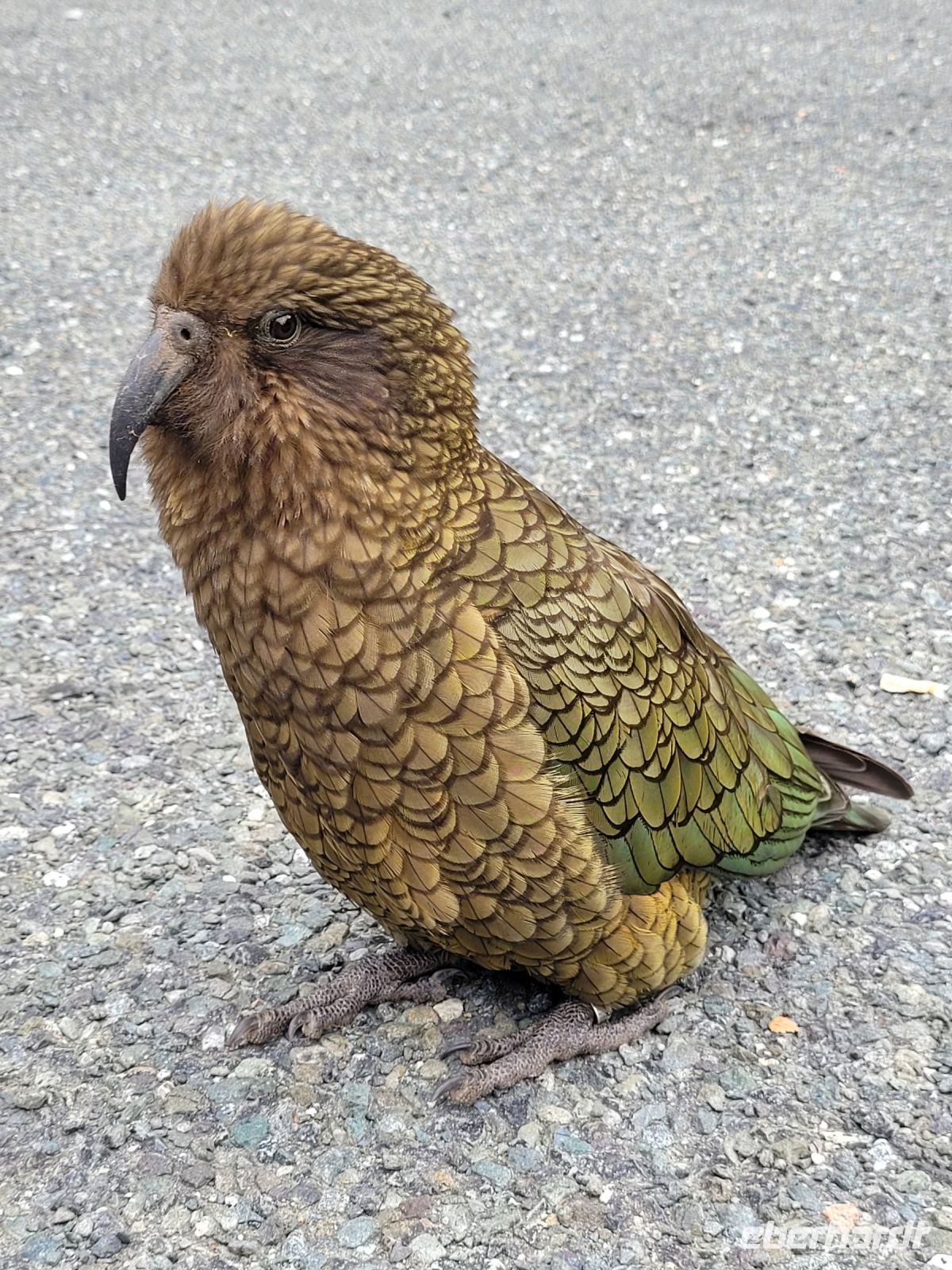 13-003 Kea auf dem Weg nach Milford Sound &ndash; &copy; Jens Petzoldt (Eberhardt TRAVEL)
