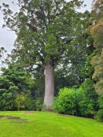 3-004a Im Parry Kauri Park &ndash; &copy; Jens Petzoldt (Eberhardt TRAVEL)