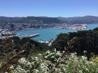 9-007 Wellington &ndash; &copy; Jens Petzoldt (Eberhardt TRAVEL)