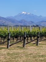 10-005 Marlborough Weinebene mit Berg Tappi &ndash; &copy; Jens Petzoldt (Eberhardt TRAVEL)