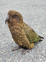 13-003 Kea auf dem Weg nach Milford Sound &ndash; &copy; Jens Petzoldt (Eberhardt TRAVEL)