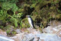13-007 Milford Sound &ndash; &copy; Jens Petzoldt (Eberhardt TRAVEL)