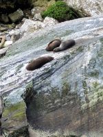 13-007a Milford Sound - ein paar faule Seerobben &ndash; &copy; Jens Petzoldt (Eberhardt TRAVEL)