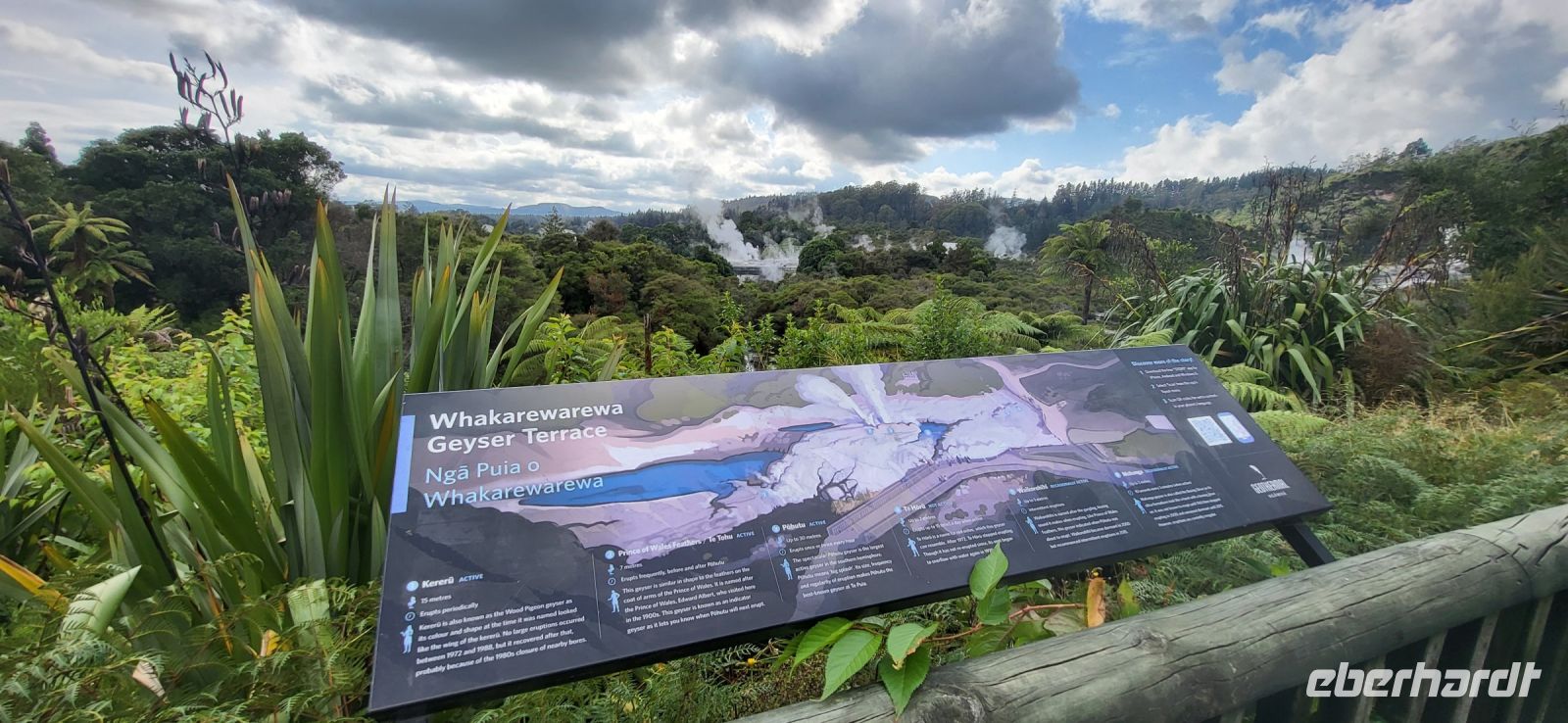 129 Gysiere in Te Puia (2) &ndash; &copy; Susanne Schirmann (Eberhardt TRAVEL)