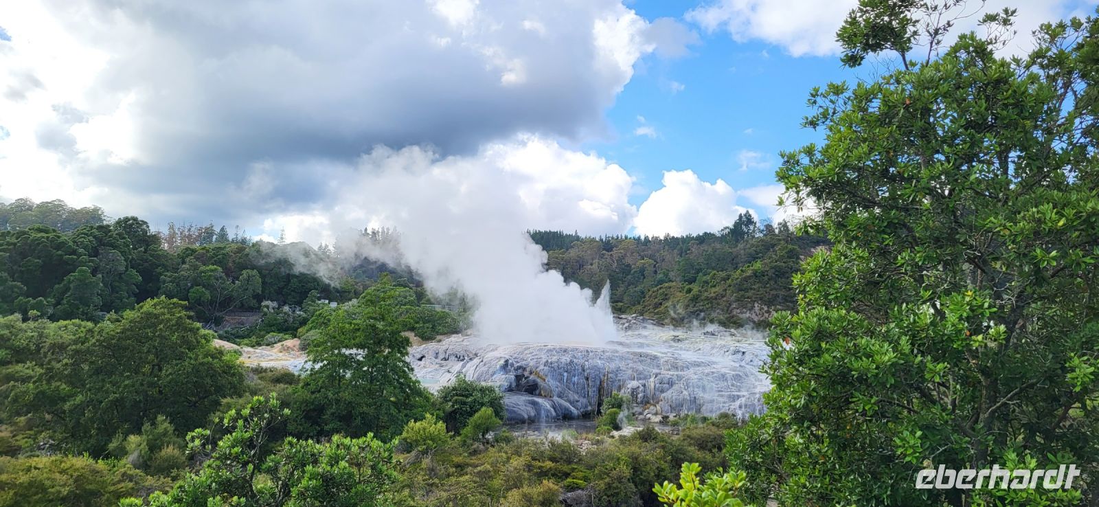 131 Gysiere in Te Puia &ndash; &copy; Susanne Schirmann (Eberhardt TRAVEL)