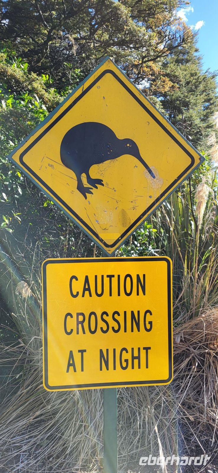 148 Kiwis Crossing &ndash; &copy; Susanne Schirmann (Eberhardt TRAVEL)