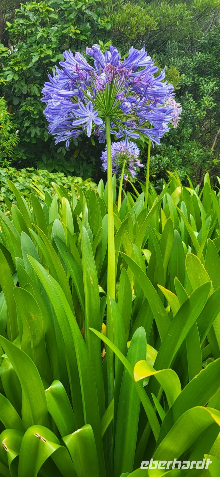 171 Botanischer Garten Wellington &ndash; &copy; Susanne Schirmann (Eberhardt TRAVEL)