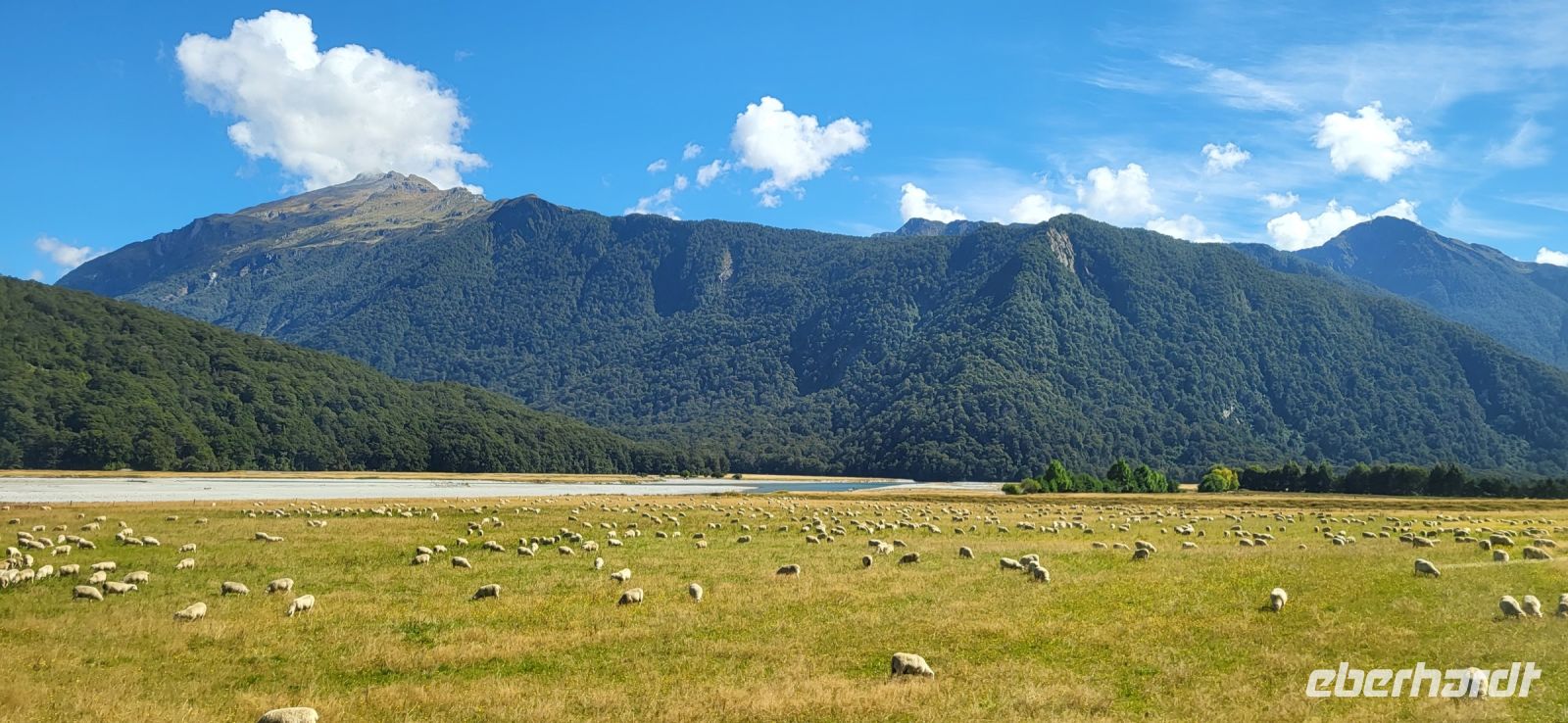 316 Schafe in Neuseeland &ndash; &copy; Susanne Schirmann (Eberhardt TRAVEL)