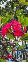39 Frangipani &ndash; &copy; Susanne Schirmann (Eberhardt TRAVEL)