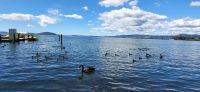 114 Lake Rotorua &ndash; &copy; Susanne Schirmann (Eberhardt TRAVEL)