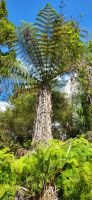 134 Baumfarn &ndash; &copy; Susanne Schirmann (Eberhardt TRAVEL)