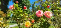 141 Rosen in Taupo &ndash; &copy; Susanne Schirmann (Eberhardt TRAVEL)