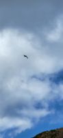 230 Albatros &ndash; &copy; Susanne Schirmann (Eberhardt TRAVEL)