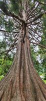 287 Botanischer Garten Queenstown