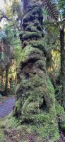 334 Baumbewuchs &ndash; &copy; Susanne Schirmann (Eberhardt TRAVEL)