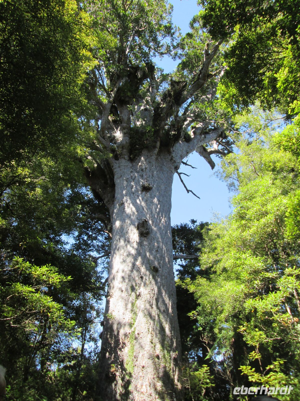 Tane Mahuta &ndash; &copy; Heike Heinen (Eberhardt TRAVEL)