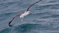 Albatros; Danke für das Foto an G.O. &ndash; &copy; Heike Heinen (Eberhardt TRAVEL)