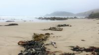 Neuseeland Südinsel - Fahrt entlang der Pazifik Küste &ndash; &copy; Annett Müller (Eberhardt TRAVEL)