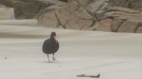 Neuseeland - Stewart Island - Austernfischer &ndash; &copy; Annett Müller (Eberhardt TRAVEL)