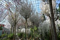 Tag 3 - Singapur - Gardens by the Bay - Flower Dome (3) &ndash; &copy; Franziska Barthel (Eberhardt TRAVEL)