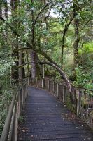 Tag 15 - Neuseeland - Regenwald (4) &ndash; &copy; Franziska Barthel (Eberhardt TRAVEL)