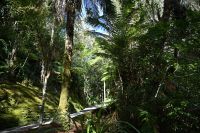 Tag 18 - Neuseeland - Regenwald (3) &ndash; &copy; Franziska Barthel (Eberhardt TRAVEL)