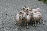 Bitte kuscheln, es ist kalt &ndash; &copy; Annett Müller (Eberhardt TRAVEL)