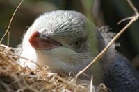 Gelbaugen-Teenager-Pinguine &ndash; &copy; Annett Müller (Eberhardt TRAVEL)