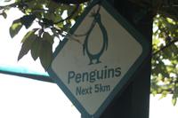 Pinguin Farm auf der Otago Halbinsel &ndash; &copy; Annett Müller (Eberhardt TRAVEL)