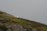 Königsalbatross-Paar &ndash; &copy; Annett Müller (Eberhardt TRAVEL)