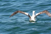 Albatross &ndash; &copy; Annett Müller (Eberhardt TRAVEL)