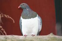 Kereru - 2. größte Taubenart der Welt &ndash; &copy; Annett Müller (Eberhardt TRAVEL)
