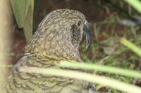 Kea, der Bergpapagei &ndash; &copy; Annett Müller (Eberhardt TRAVEL)