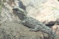 Tuatara (Brückenechse) &ndash; &copy; Annett Müller (Eberhardt TRAVEL)