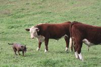 Auf der Farm &ndash; &copy; Annett Müller (Eberhardt TRAVEL)