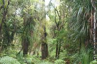 Spaziergang durch den Kauri-Baumwald &ndash; &copy; Annett Müller (Eberhardt TRAVEL)