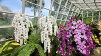 Rundreise Neuseeland // Orchideen-Garten in Singapur &ndash; &copy; Franziska Bergmann (Eberhardt TRAVEL)