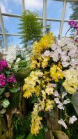 Rundreise Neuseeland // Orchideen-Garten in Singapur &ndash; &copy; Franziska Bergmann (Eberhardt TRAVEL)